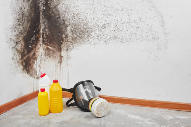 Certified Mold Removal in Fountain Hills, AZ