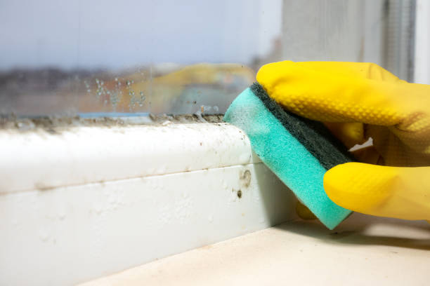 Professional Mold Removal in Fountain Hills, AZ