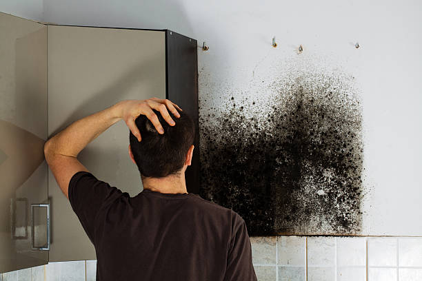 Best Emergency Mold Removal  in Fountain Hills, AZ