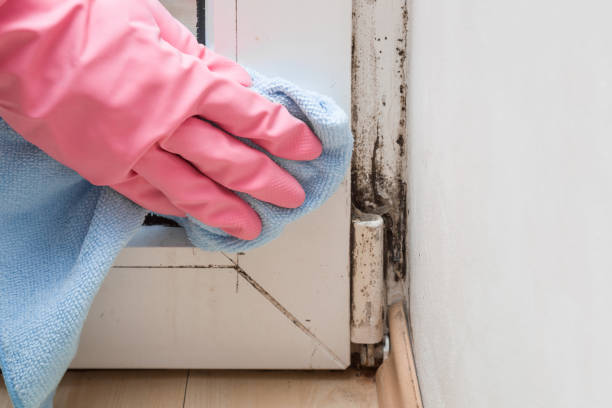 Best Commercial Mold Removal  in Fountain Hills, AZ